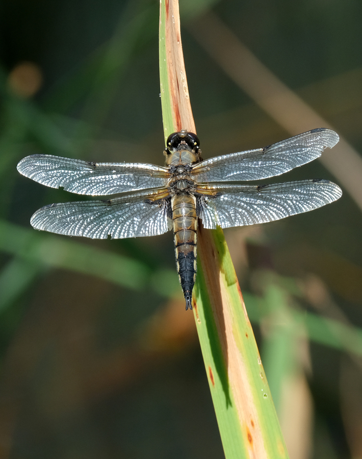 Four Spotted Chaser - Julie Humphries